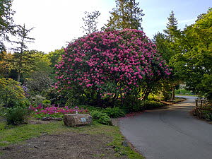 IMG_20200526_182231304_HDR300px